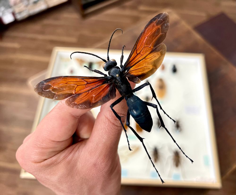 巨大ベッコウバチ 巨大ベッコウバチ
