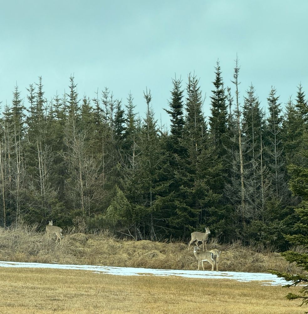 Four deer on a ridge in front of pines somewhere in rural Canada .  One deer is on her on on the left and three are clustered on the right, with one behind a mother and her fawn. A touch of snow lies at the base of the ridge. 