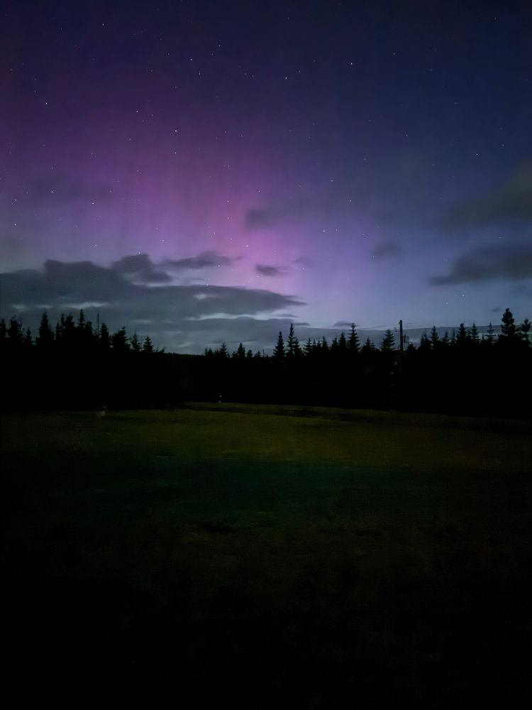 Purple sky peppered with stars and some grey clouds over a dark treeline. 