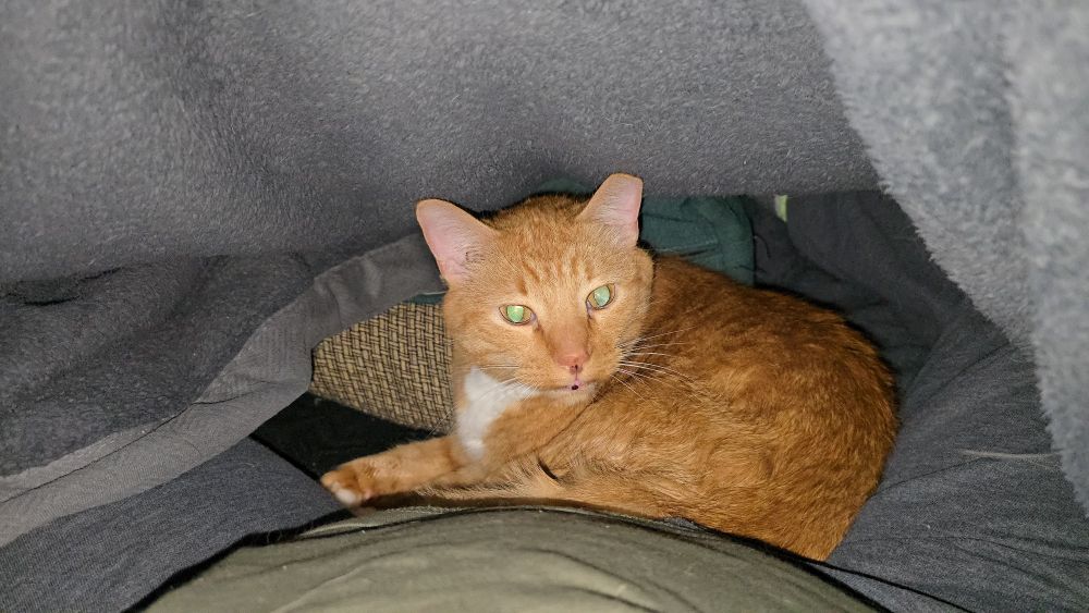 Orange cat under blanket with his human in bed