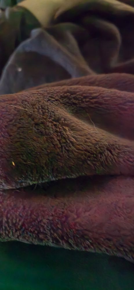 A grey blanket shaped suspiciously catlike in a human's lap