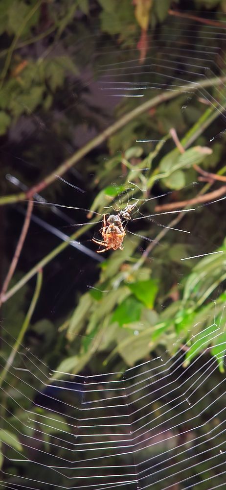 Orbweaver spider in its web in a doorway