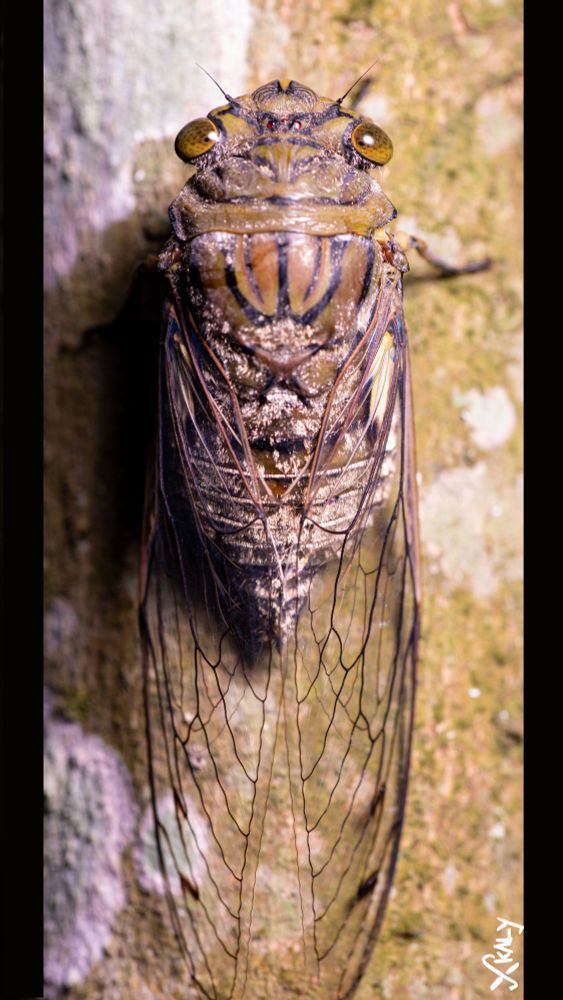 A fullbody shot of a giant cicada on a tree.