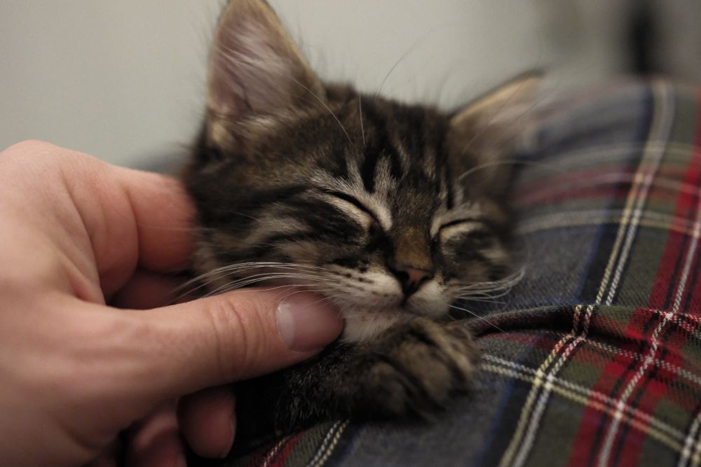 brown tabby kitten now fully asleep, paw and chin clutching my pajama pants. I'm rubbing her sweet little chin with my thumb, emphasizing her tiny scale 