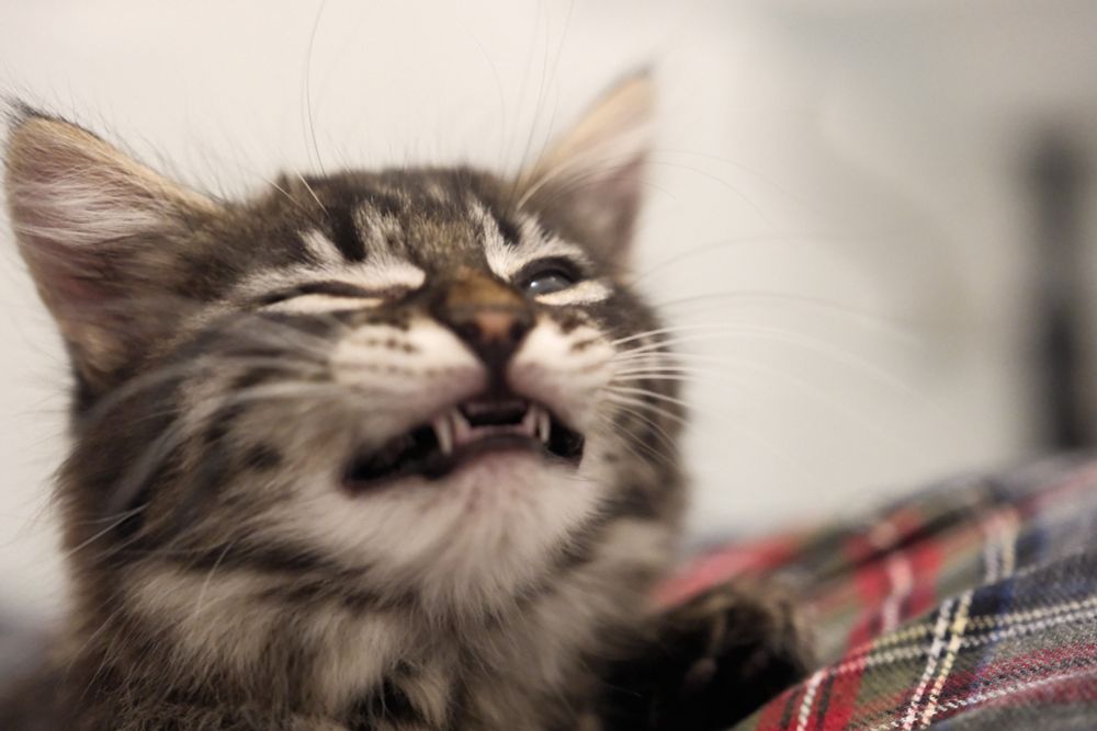 tabby kitten caught mid meow, but looking like she's failing to hold back a sneeze 