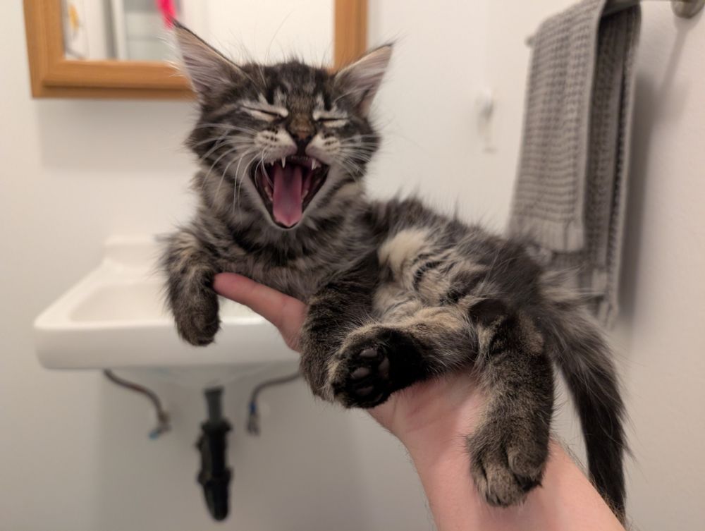 a brown tabby kitten, held in one outstretched human hand, caught in a full yawn. she's slightly too large for just one hand, but is still quite small 
