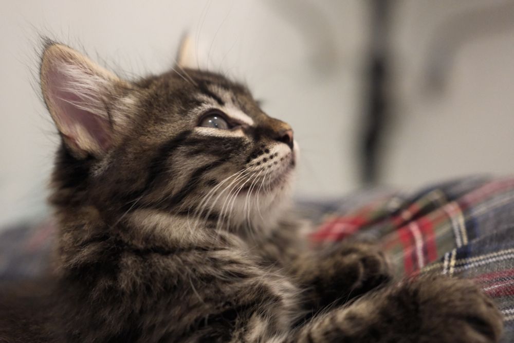 brown tabby kitten getting sleepy on my plaid pajama pants