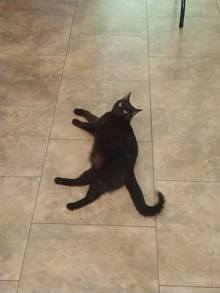 A black cat named Sauron laying on a tiled kitchen floor, looking up at the person taking the photo. 
