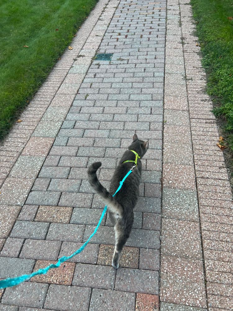 a grey cat eagerly walking on a brick path, wearing a bright green harness and blue leash (that has definitely also been used as a toy)