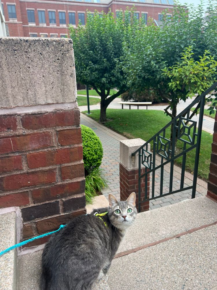 grey cat with beautiful green eyes (it’s true) sitting outdoors on an apartment stoop 