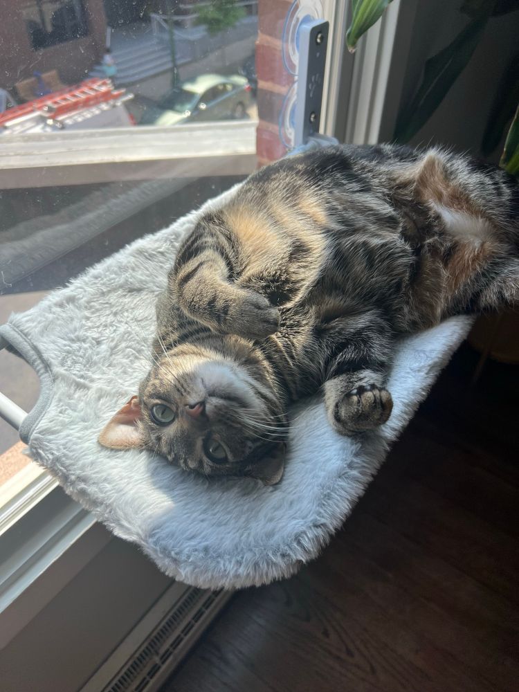 a brown cat laying on its back in a window perch