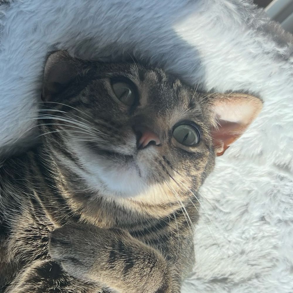 the same cat but the image is flipped vertically and zoomed in on the cat’s face which is silly probably because their ear is flattened and the angle is odd  