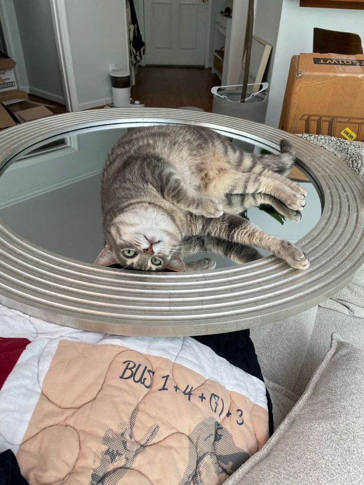 a grey cat laying on its back on a mirror with a weird staring expression