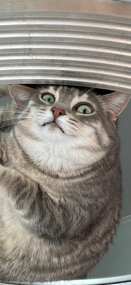 the same cat but the image is once again flipped horizontally and i can’t really describe it to you but the cat looks 2d, like a blob, and also very goblin-esque. again mostly in the ears