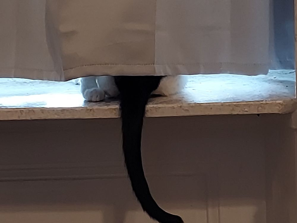 Cat tail poking out harmlessly from behind the curtain. 

💙💙💙
