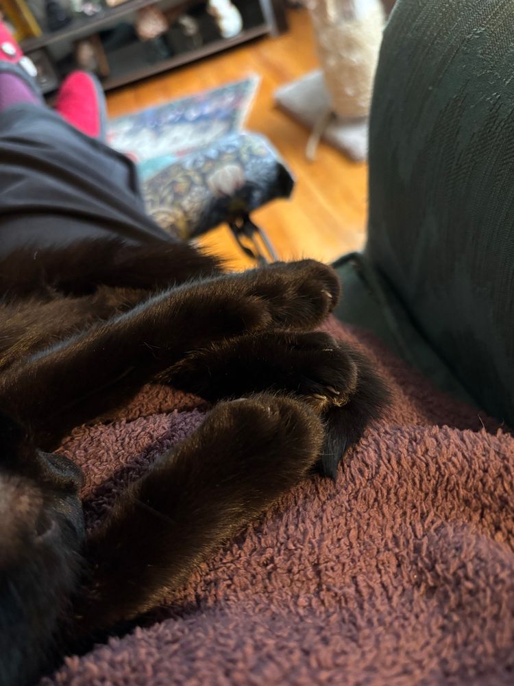 Three back cat legs with the feet resting on top of each other. 