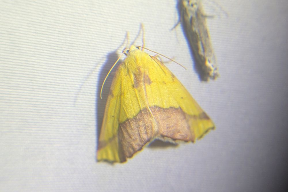 A bright yellow and gold geometrid moth on a sheet with a friend 