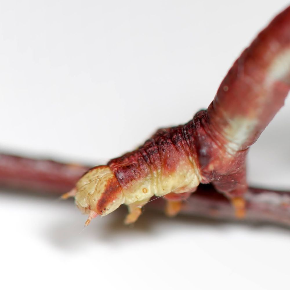 An attempt of a close up of the caterpillar's head