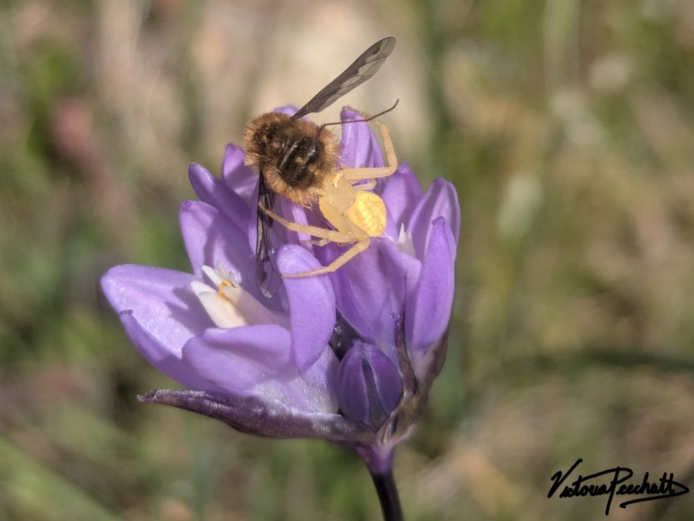 Spider (Mecaphesa?) and bee (Bombylius?) wrestling in a purple flower (Dipterostemon capitatus) in Redding, CA 