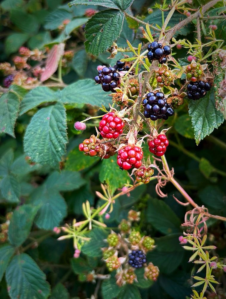 Blackberries