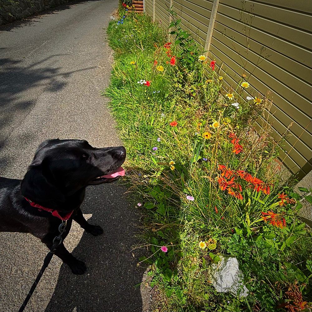 Black Labrador and some wildflowers