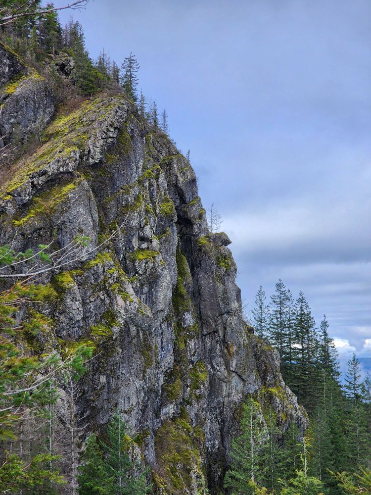 A vertical photograph of a sheer cliff face covered in lichen and moss with pine trees near the base 