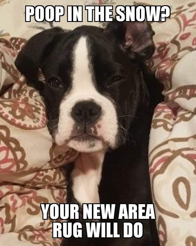 Meme of boxer puppy squinting one eye and ear flipped back saying "poop in the snow? your new area rug will do" 