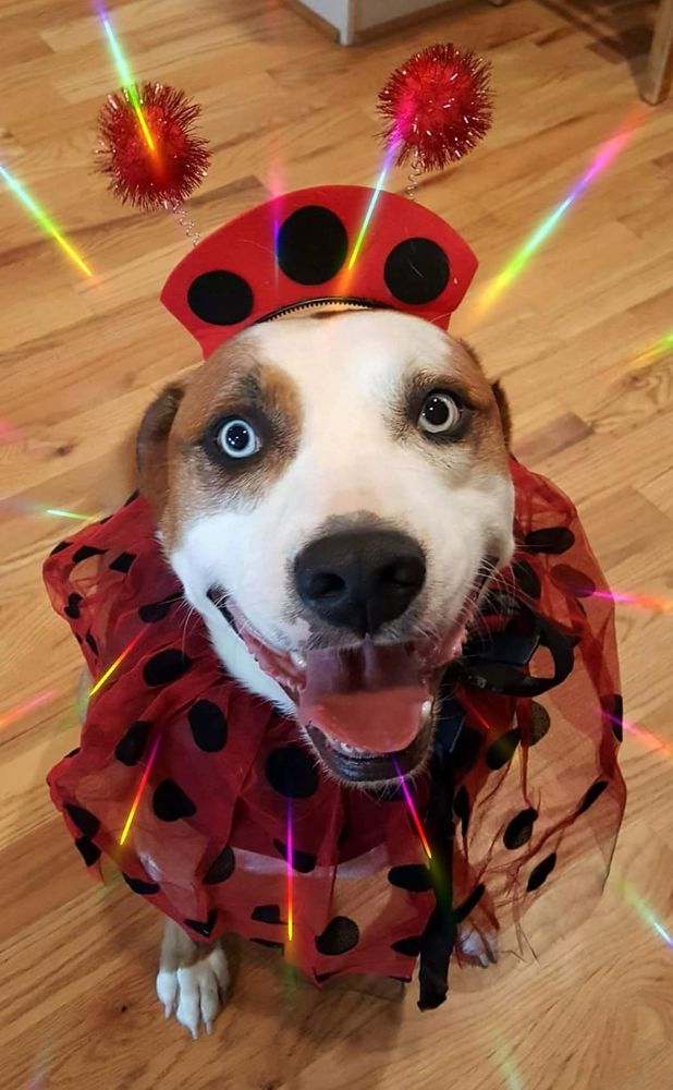 very happy, smiling pittie wearing a lady bug costume.  He is red with a big white blaze and blue eyes with black eyeliner.  