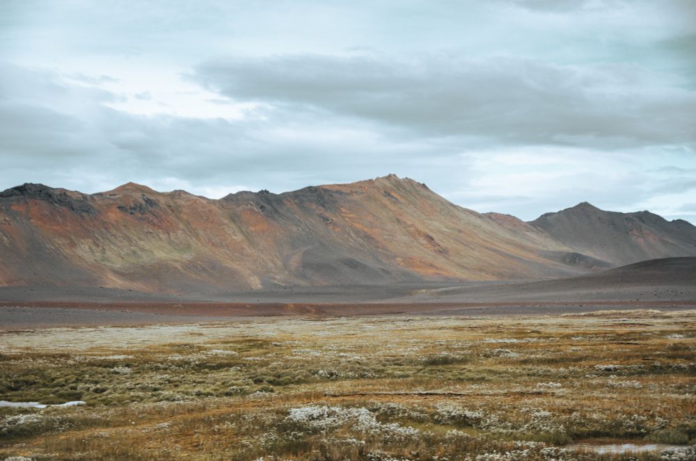 Man erkennt eine weite Landschaft im Norden Islands. Im Vordergrund wächst eine Wiese mit vielen weißen Blumen, durch den Hintergrund zieht sich eine Reihe von Bergen. Der Himmel ist bewölkt. 