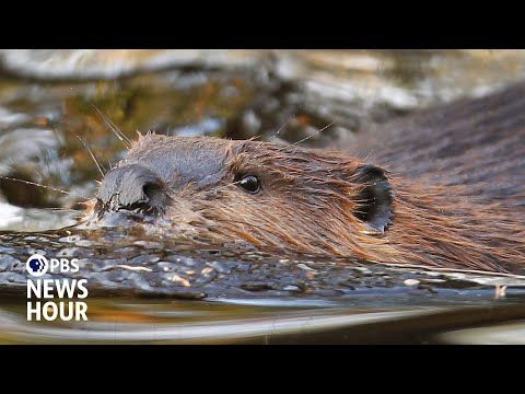Why engineers are turning to beavers for insights into managing water resources