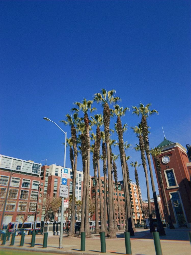 A sunny street scene featuring tall palm trees, a blue sky, and urban buildings. A street sign is visible, along with a clock tower and green bollards lining the sidewalk.