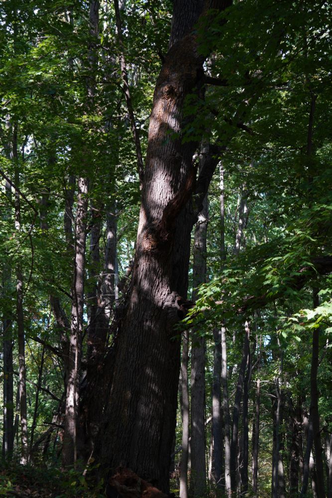 A large tree mostly in shadow with some bright light coming through the canopy of a forest 
