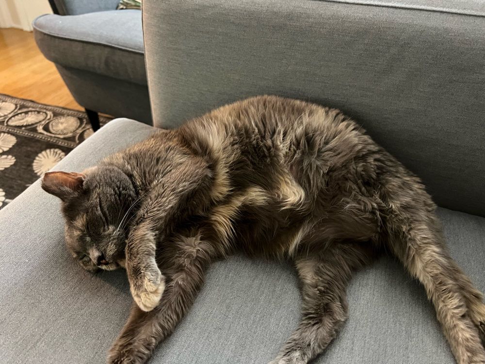A gray tortie tuckered out from being a rascal all day