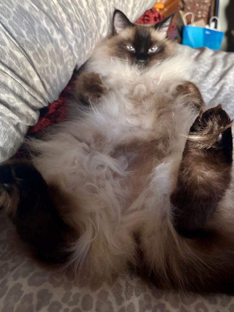 A very fluffy Siamese cat laying on her back and showing off her fluffy belly and feet! 