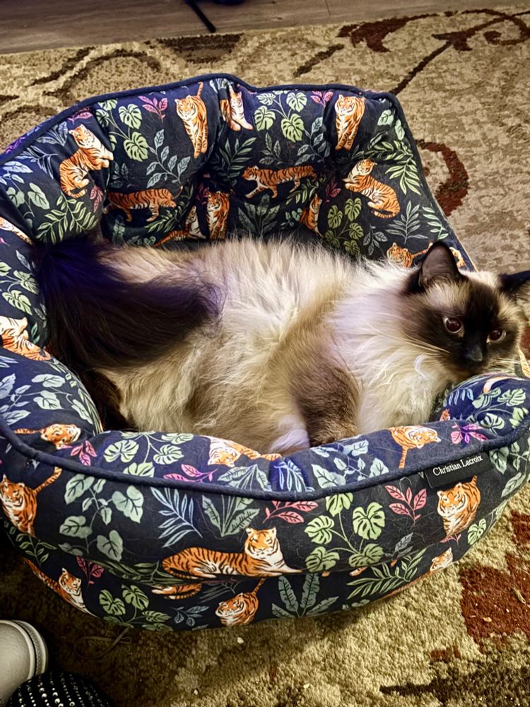 A very fluffy Siamese cat named Romy in a tiger puff bed. 