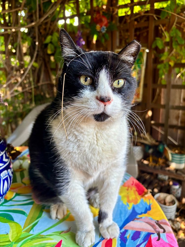 Tuxedo cat on a colorful tablecloth on the patio with spider webs and a twig on his head