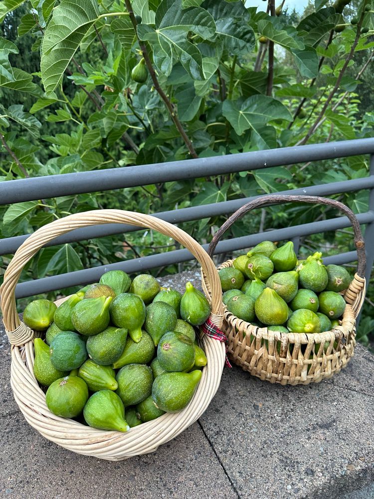 Two baskets full of figs