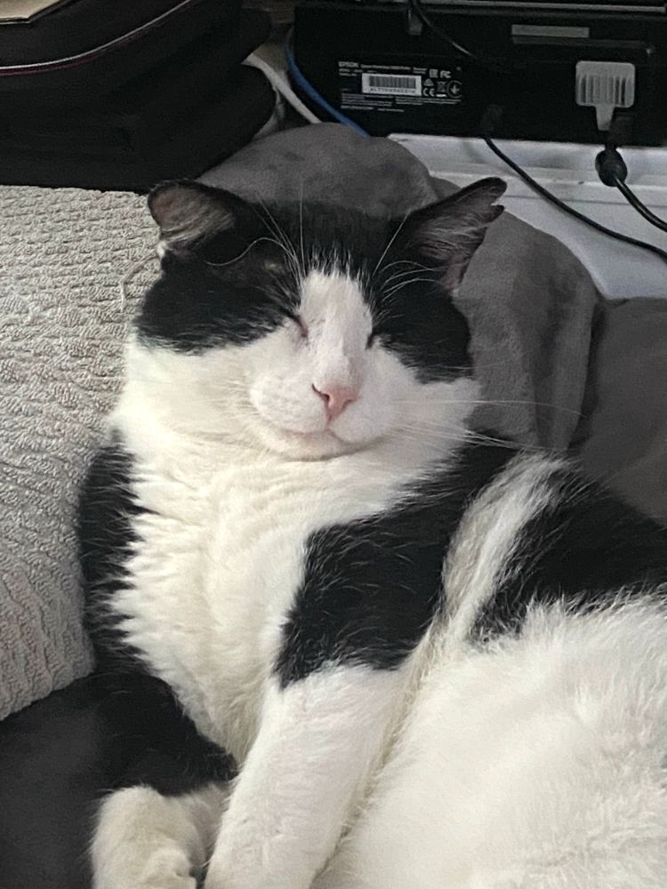 Black and white cat with a contented smile on his face 