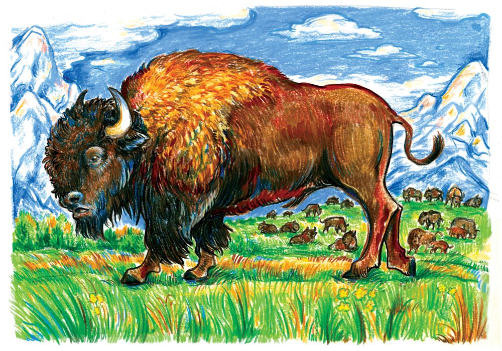 A bison on a verdant prairie with a healthy herd in the background and towering mountains behind them.
