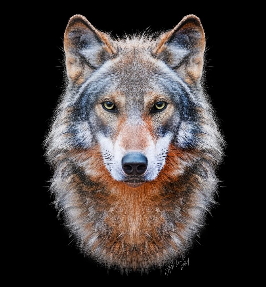 Portrait illustration of the endangered Red Wolf, of the American southeast and North Carolina's Alligator River region.