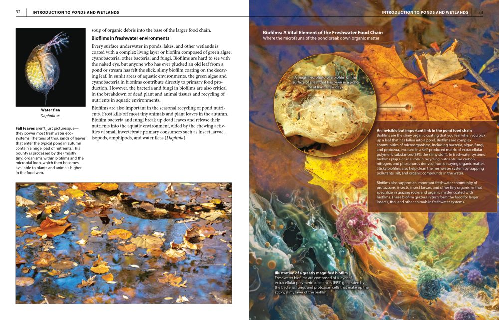 A book page spread illustrating the important role that biofilms of microorganisms play in breaking down leaves and other plant and organic matter, at the base of pond and lake food chains.