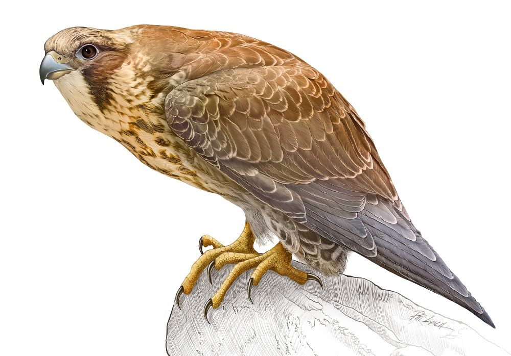 Illustration of a perched immature (very brown) Peregrine Falcon.