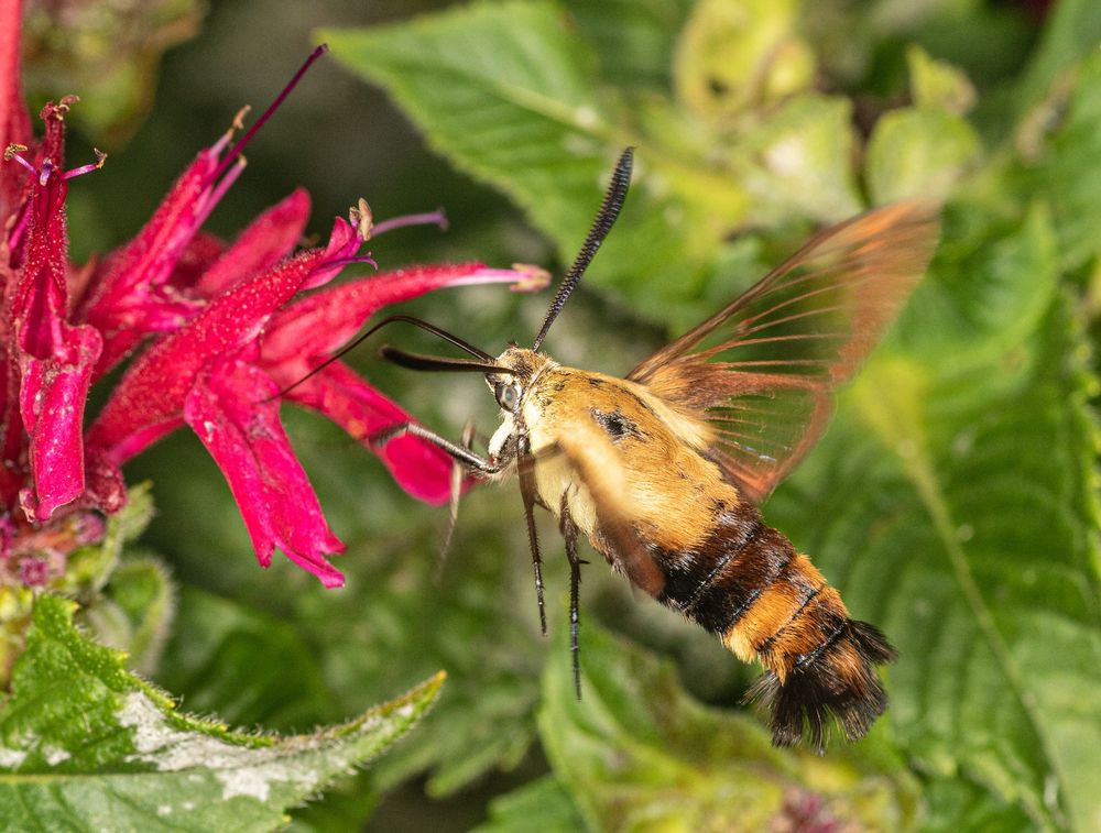 A clearwing moth (a bumblebee imitator) hovers while feeding on nectar from a Monarda (beebalm) flower.