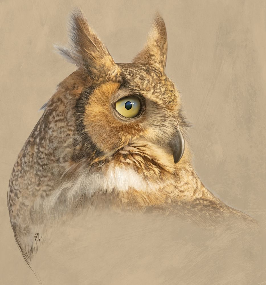 Sketch painting of a Great Horned Owl head.