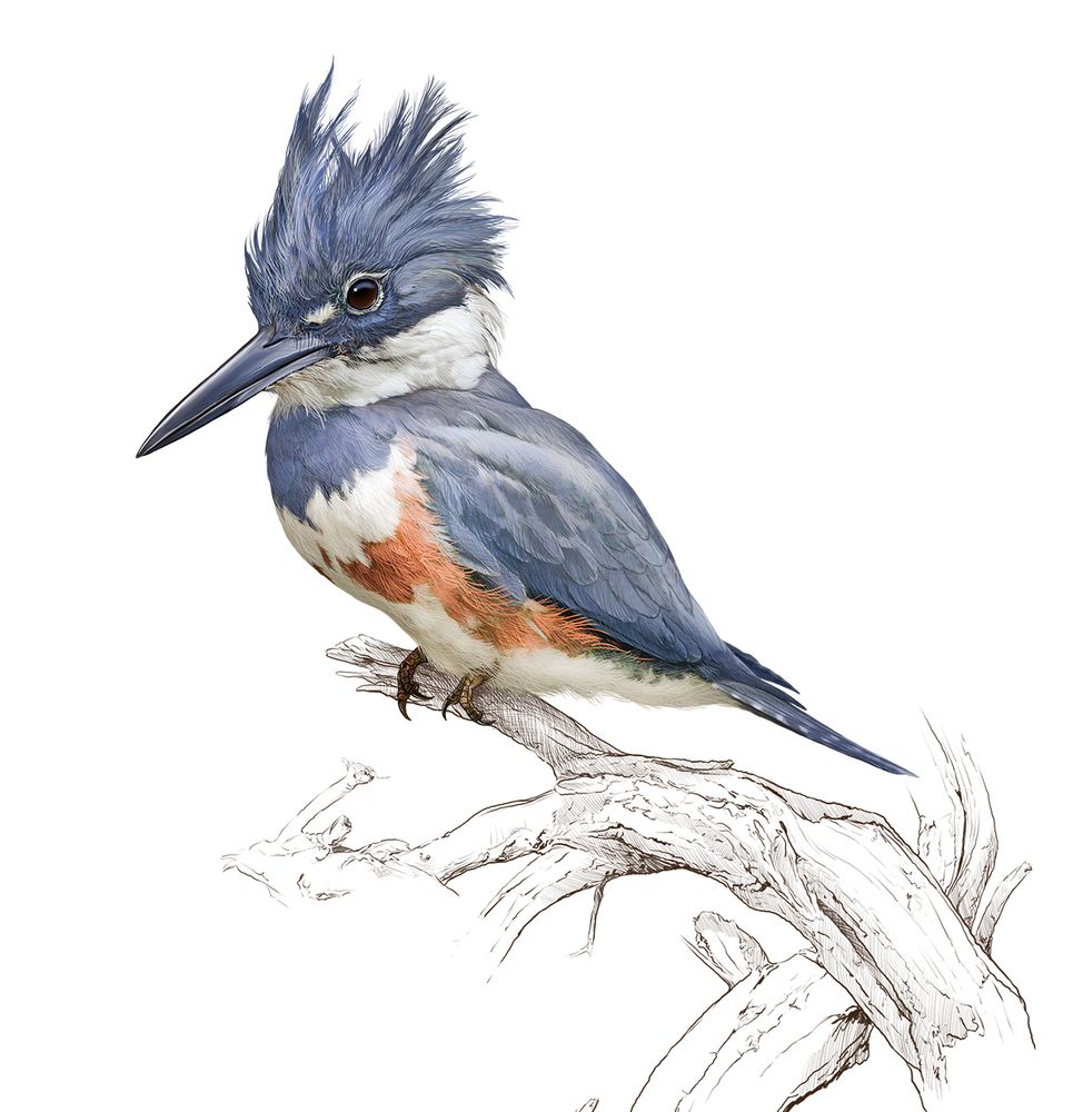 Illustration of a Belted Kingfisher female sitting on a dead tree branch.