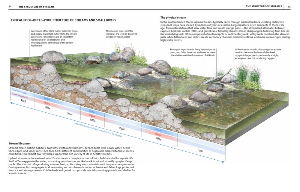 A diagram done in Adobe Photoshop and Illustrator, showing the typical step-pool-step structure of smaller freshwater streams and rivers in the eastern U.S.