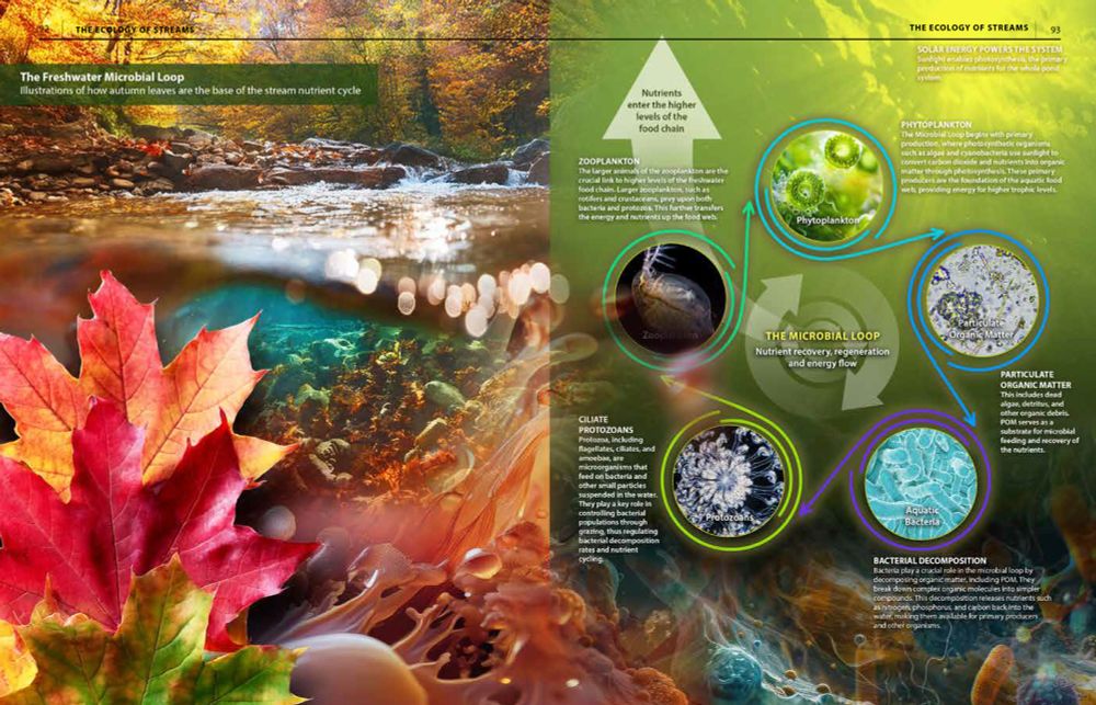A complex diagram with stream and fall leaf photos, illustrating the complex ways that stream microorganisms break down and process leaves and other nutrients in streams and smaller rivers.