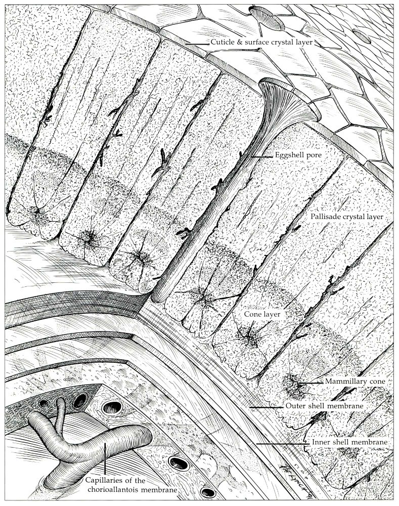 Very detailed close-up view of the structure of the avian egg, pen and ink illustration.