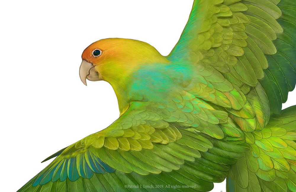 The extinct Carolina Parakeet in flight, detail of the head area.