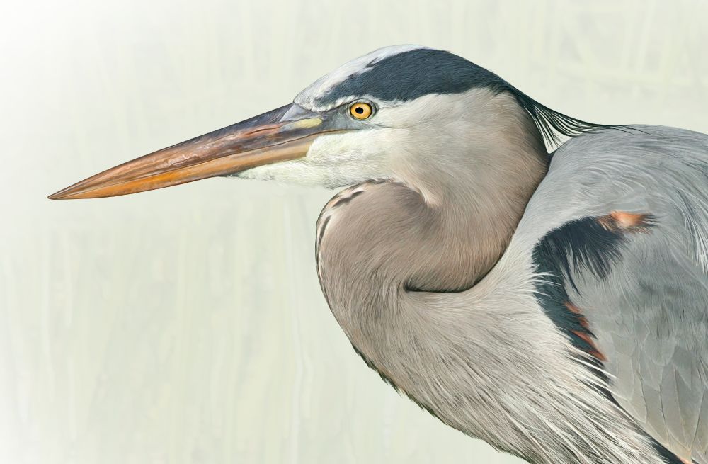 Illustration of a standing heron's head and neck.
